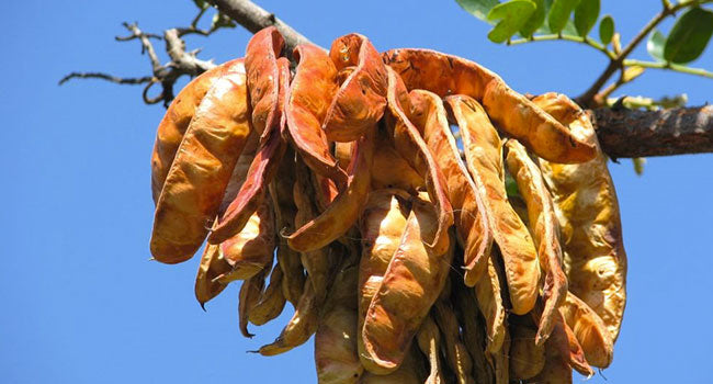 Gomma di Tara - 250gr - Origine Perù - Confezionato in Italia - SaporePuro